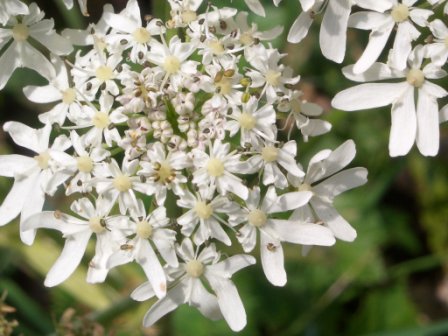 Bl&uumlte wei&szlig;